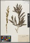 Foto von Salix purpurea L.